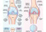 create professional anatomy illustrations for education books